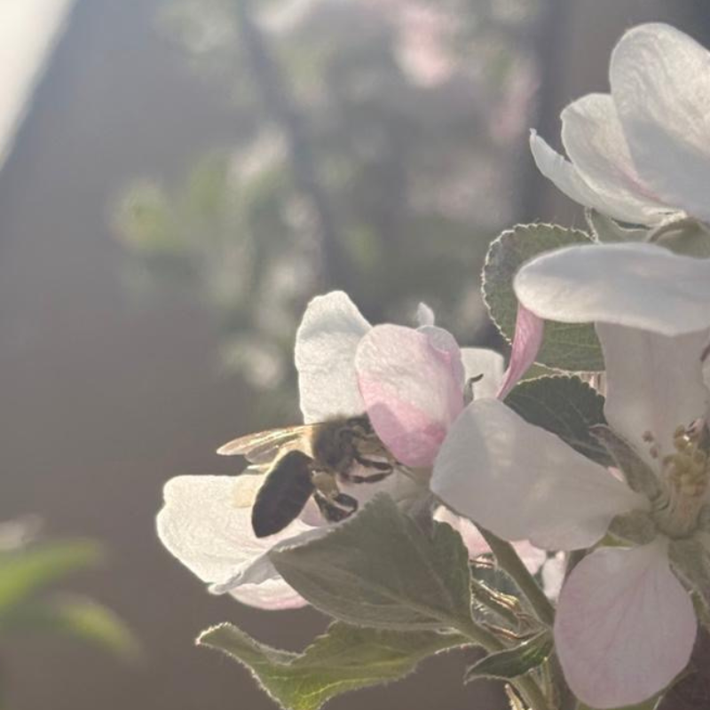 Einzelne Wildbiene an einer Blüte